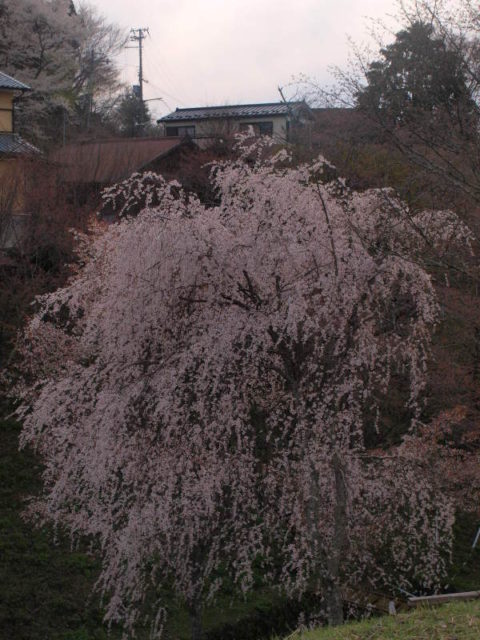 桜の名所と呼ばれた吉野の桜だよ